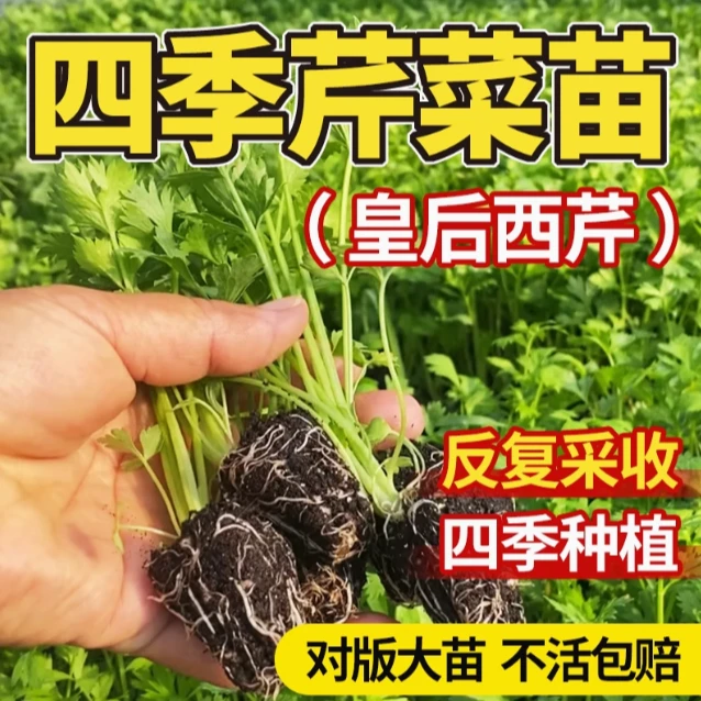 芹菜苗皇后西芹秧苗蔬菜种子寿光种苗阳台盆栽菜籽四季小香芹苗子
