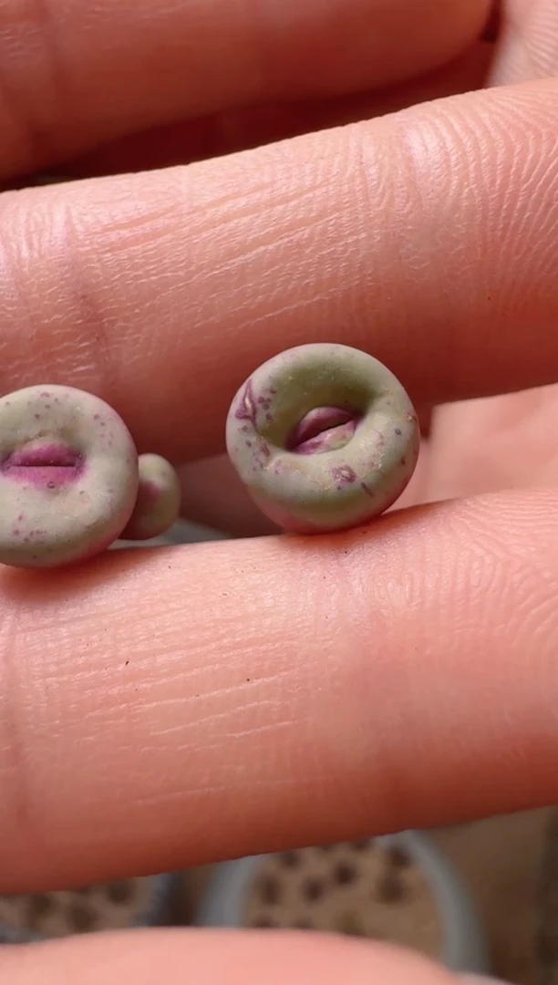 l****蔡3-16多肉植物一颗