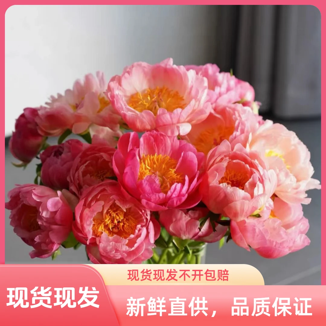 现货【落日珊瑚B级福利】重瓣大芍药鲜花水养插花鲜切花菏泽直发