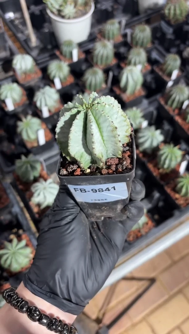 魁伟玉大戟FB-9841