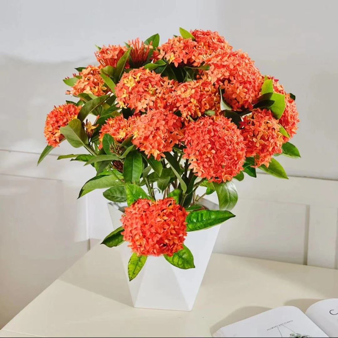 龙船花盆栽带花苞庭院阳台耐热植物懒人好养花卉绣球花鲜花苗绿植