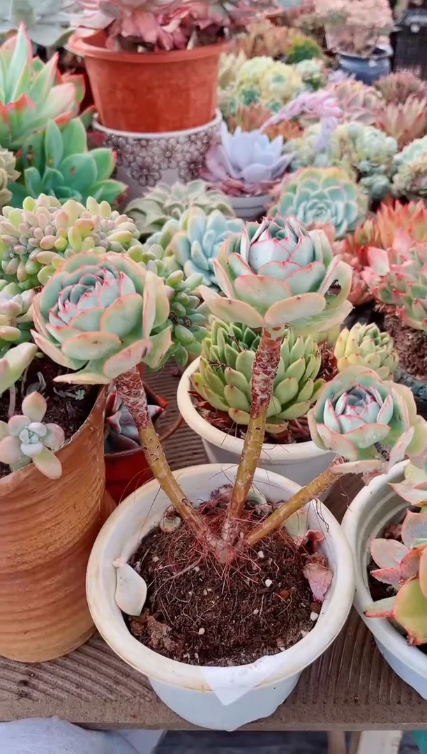 西****酸15192多肉植物一物一拍