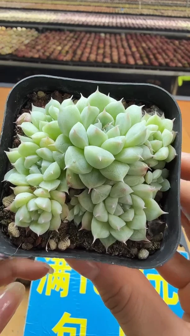 东云多肉园二店-338