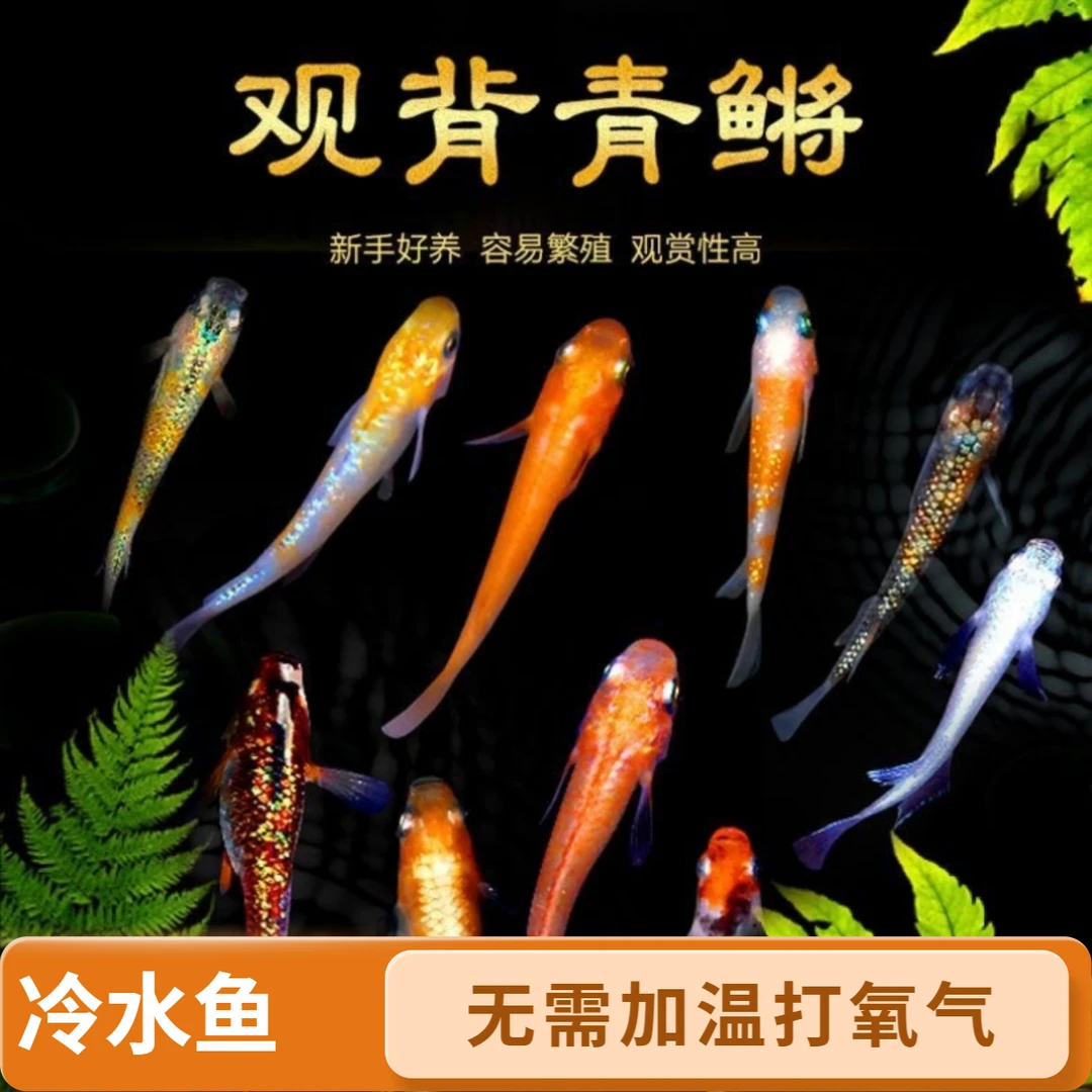 观背青鳉观赏鱼适合新手好养耐活冷水鱼桌面鱼缸小锦鲤无需加温