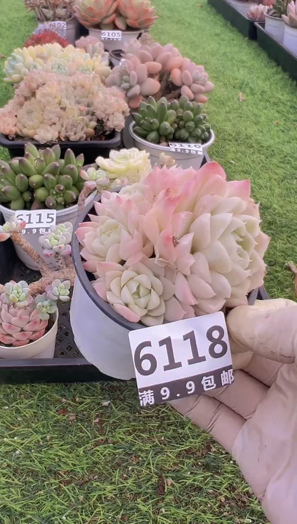 【闪购商品】信福多肉一物一拍