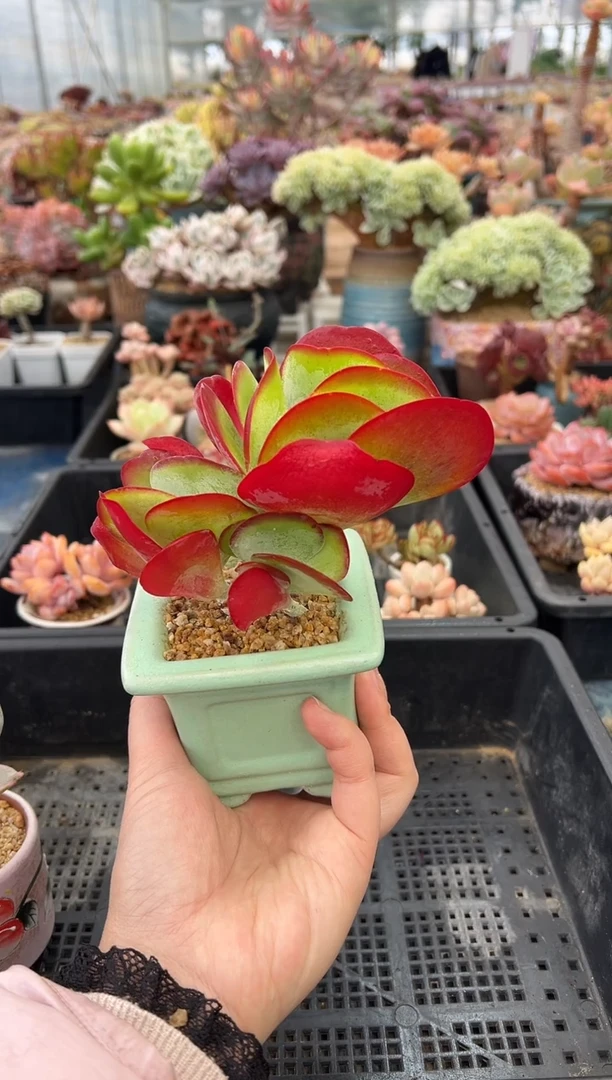 396           不带盆