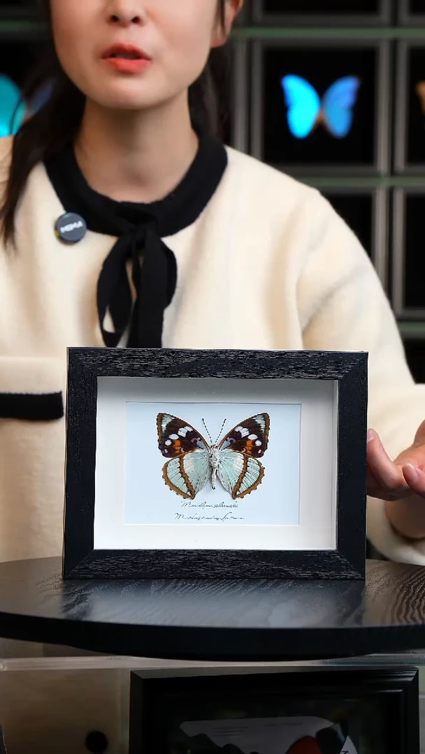 白斑迷蛱蝶反面7寸横框