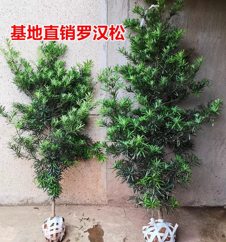 直播间一物一拍正宗小叶罗汉松庭院树盆景四季常青原生树老桩