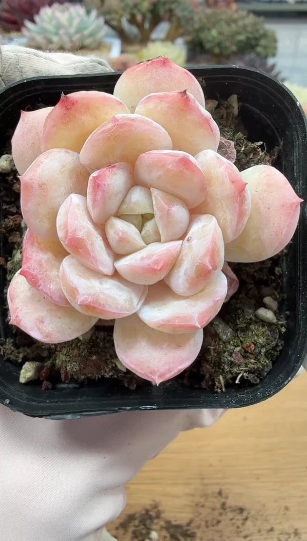 东云多肉园二店-97