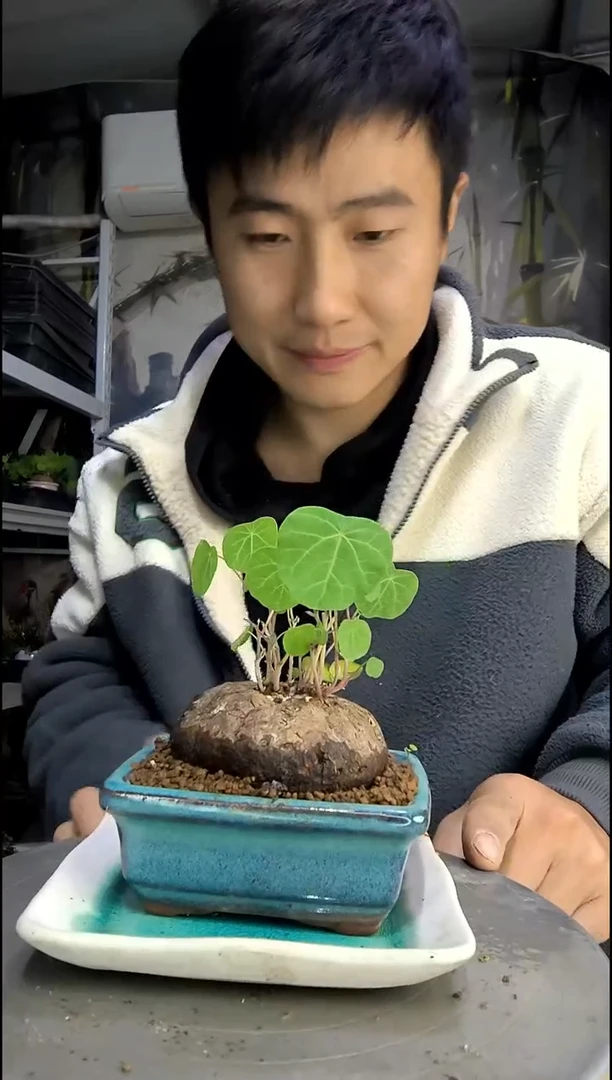 捏**吱中青园艺一物一拍137