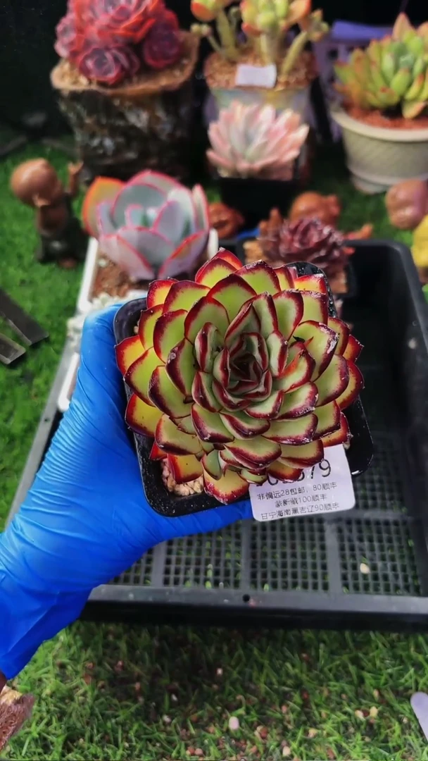 昆明印象多肉09579