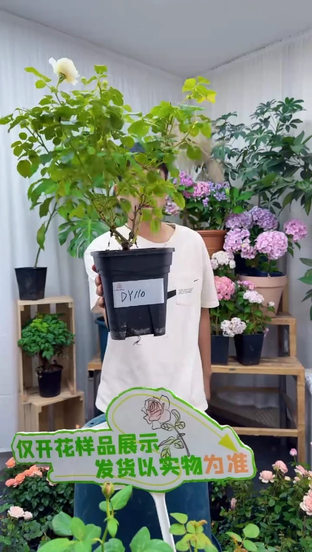 当前无花朵，栽培后可花朵2.8随机 浮光 DY110