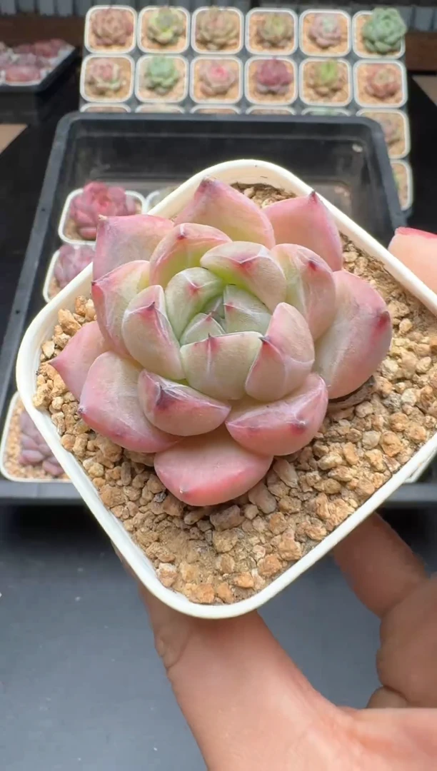 【闪购商品】499号 珍妮杂交多肉 花卉植物