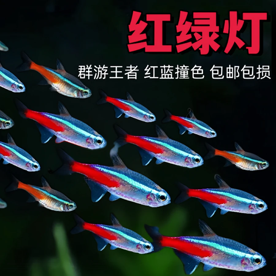 红绿灯鱼小型热带灯科鱼活体草缸群游鱼观赏鱼宝莲灯斑马鱼孔雀鱼