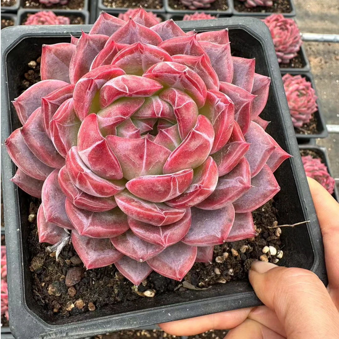 15#新号开播宠粉版短叶强暗纹红鸾     前男友精品多肉 A491