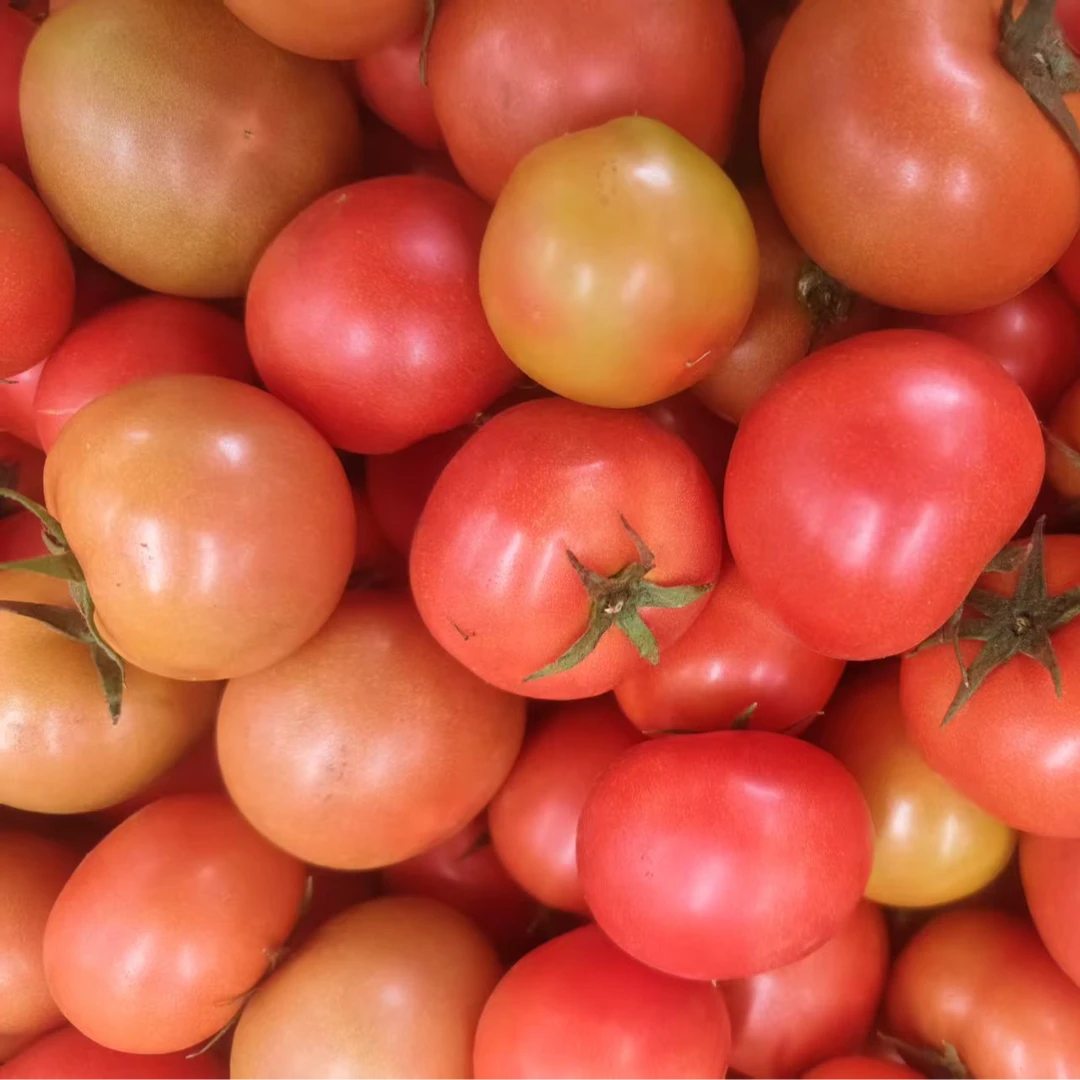 云南高原露天现摘自然熟酸甜可口西红柿大红番茄农产品水果