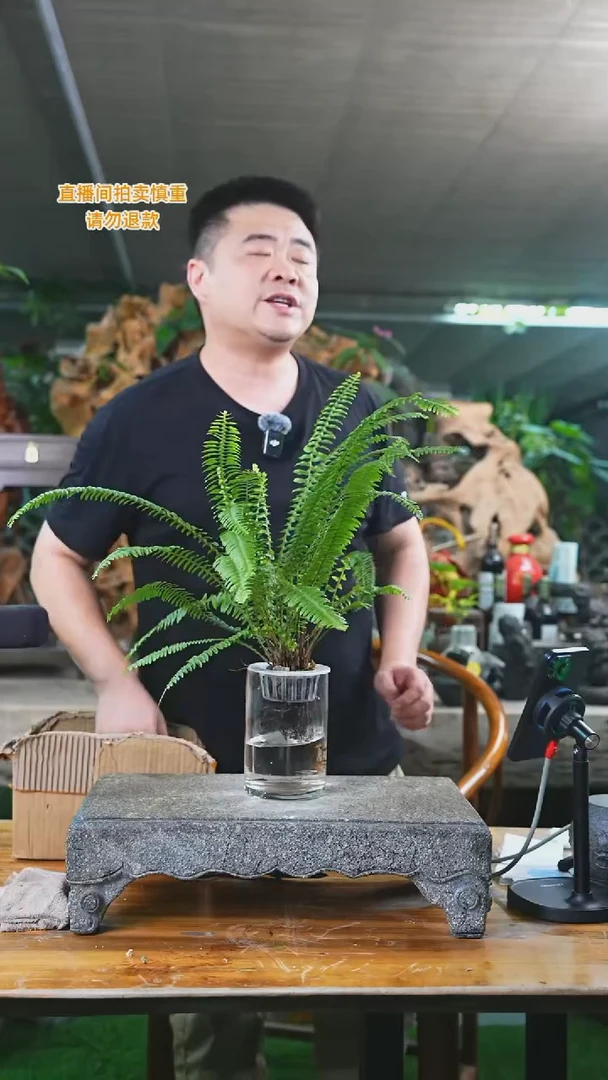 当前无花栽培后可以开花493肾蕨T