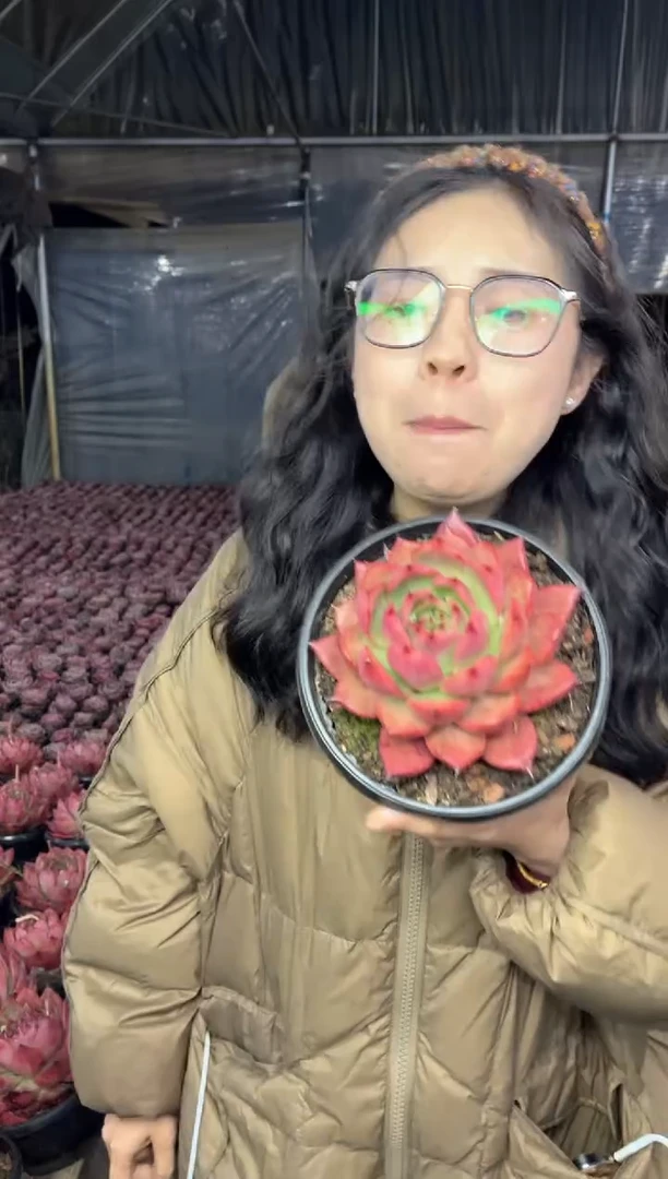 【闪购商品】58-单头阿姆斯壮9.99