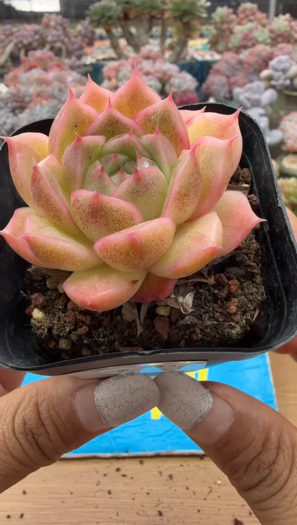 东云多肉园二店-113