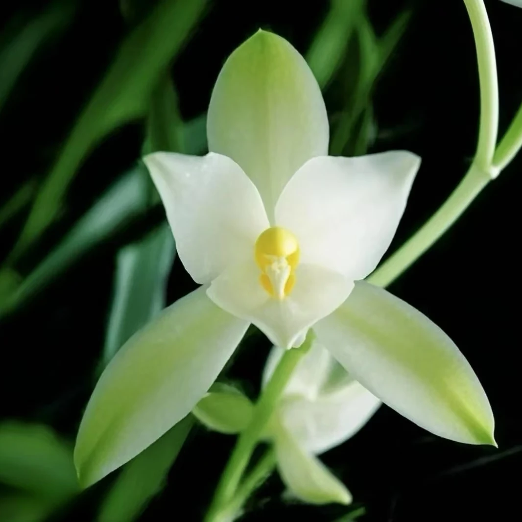 精品名贵兰花【国色天香】带花苞四季开花勤花种植基地好养盆栽绿植