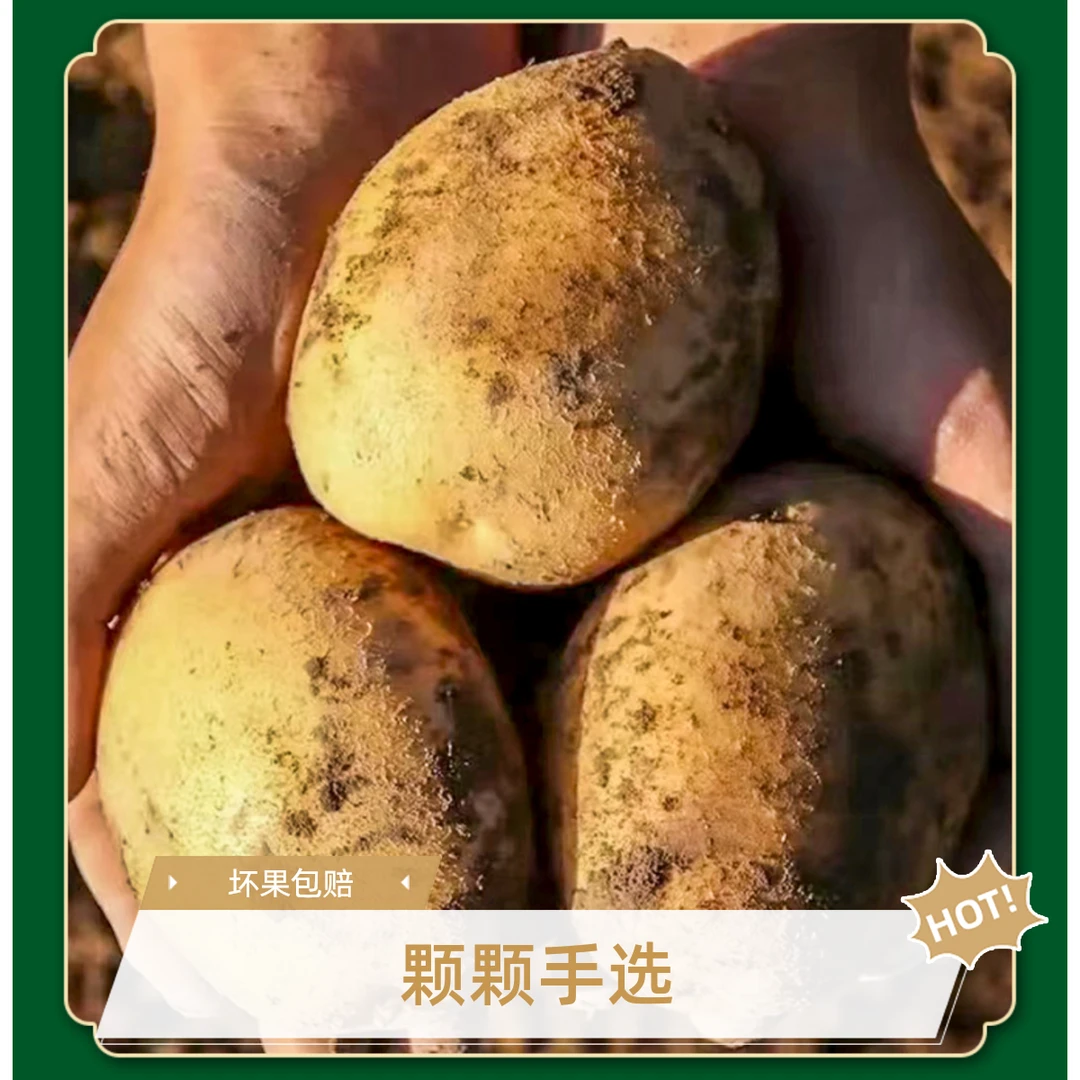 甘肃定西丑土豆2025新货粉面洋芋马铃薯土豆泥酸辣土豆丝烤土豆