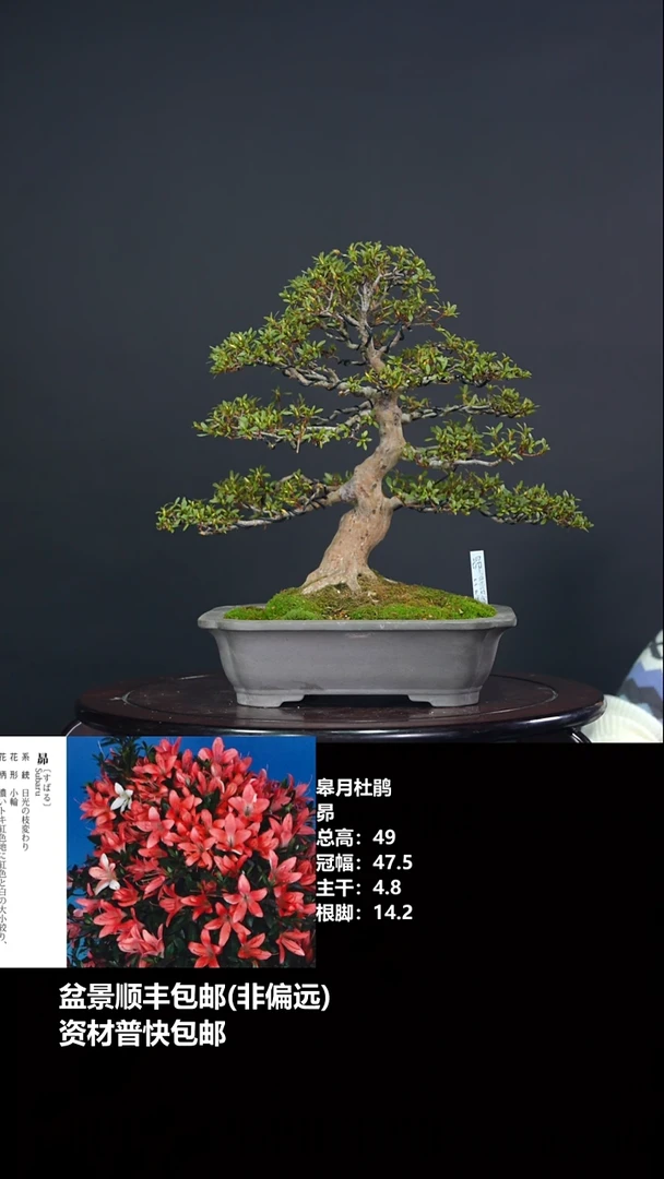 无花朵昴---G7122