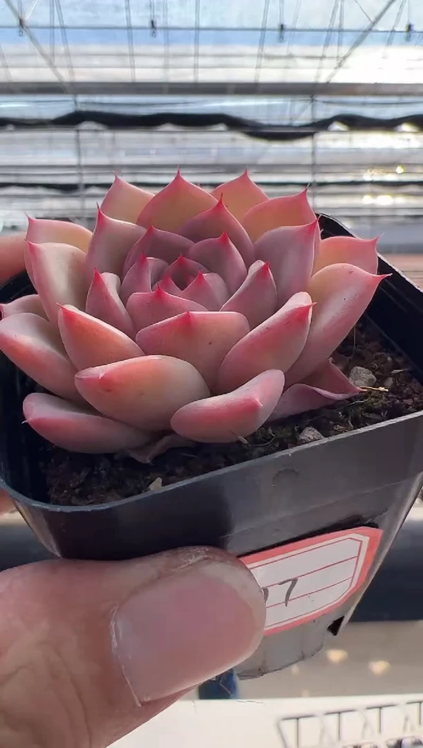 【闪购商品】东云新-17