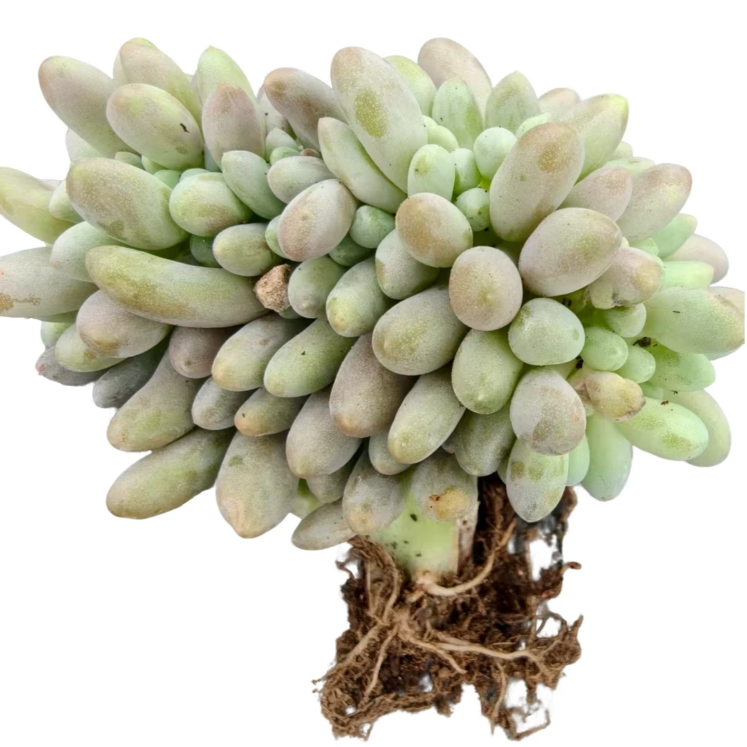 稀有精品汤圆缀多肉【满19包邮】