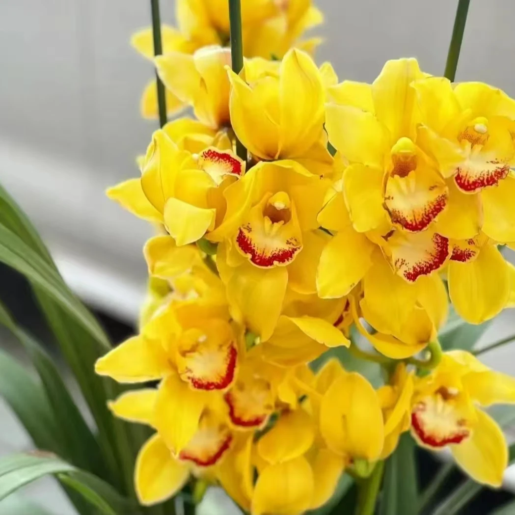 年宵花【黄金岁月】大花惠兰多支花剑 高端室内外花卉