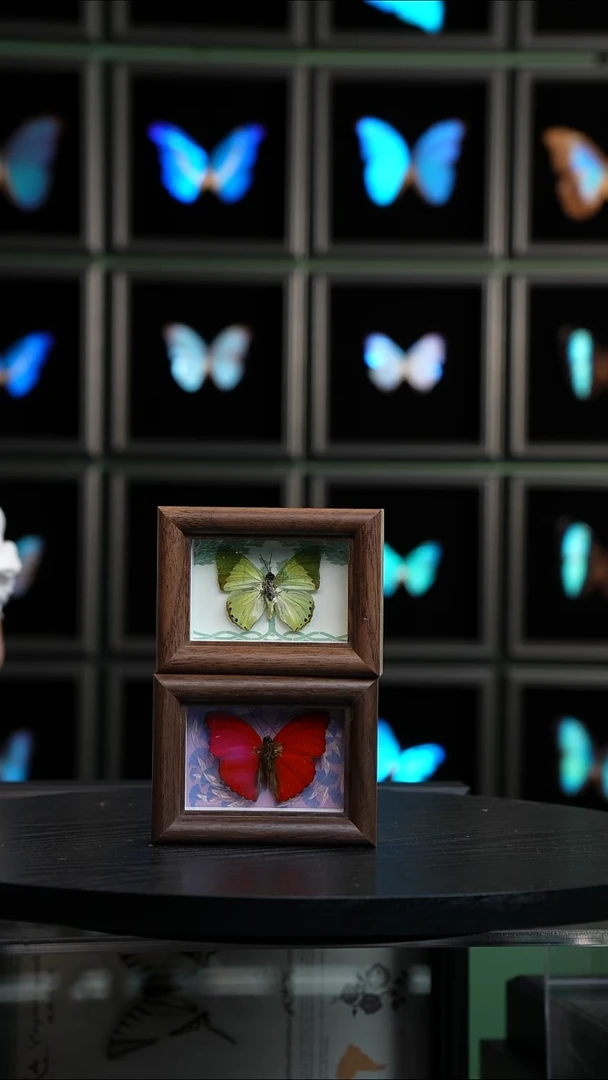 蝴蝶标本摆件竞拍H710