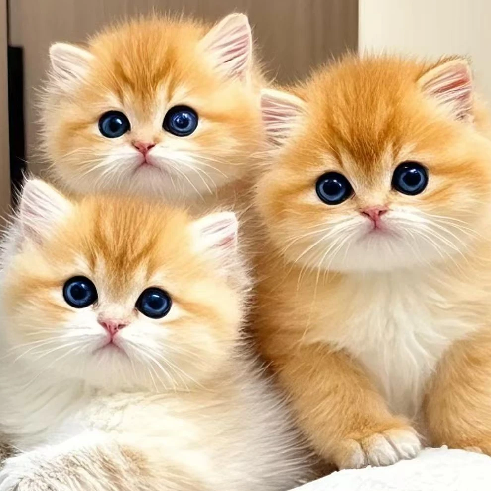 花花家的小猫咪活体宠物全款下单（多少钱拍多少单）