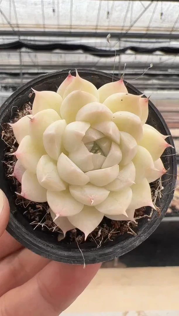 【闪购商品】新款多肉-129（5.5杯）