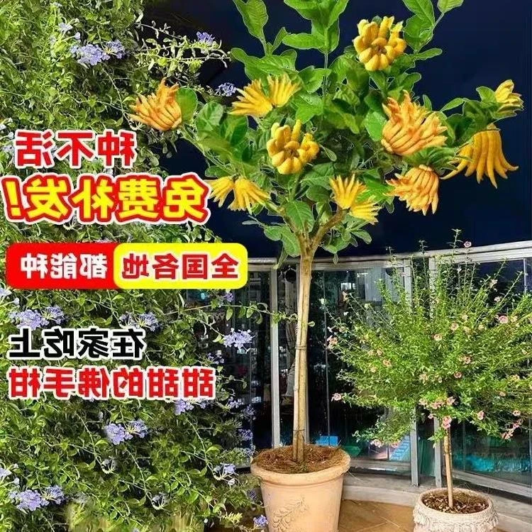 独杆金佛手盆栽树苗佛手柑苗南北方种植四季常青千指佛手盆栽花卉