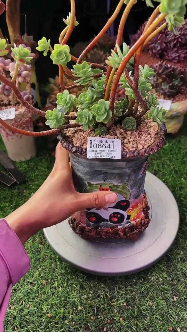 昆明印象多肉08641