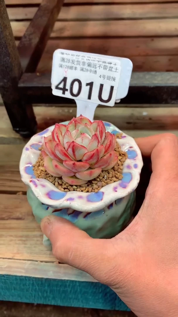 401 U（一物一拍，精品多肉，w所见即所得 ）