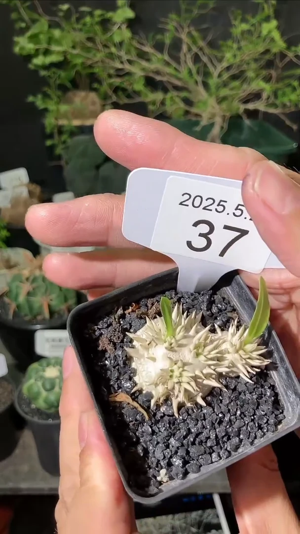 37号5.29.福利惠比须笑