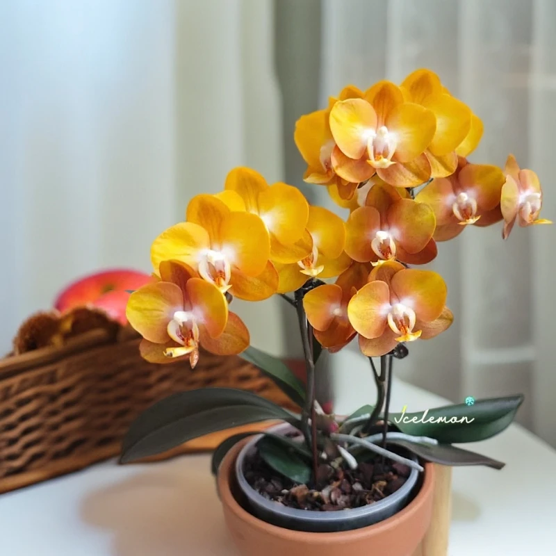 蝴蝶兰《拉斯维加斯》欧品 带花发货2.8寸杯