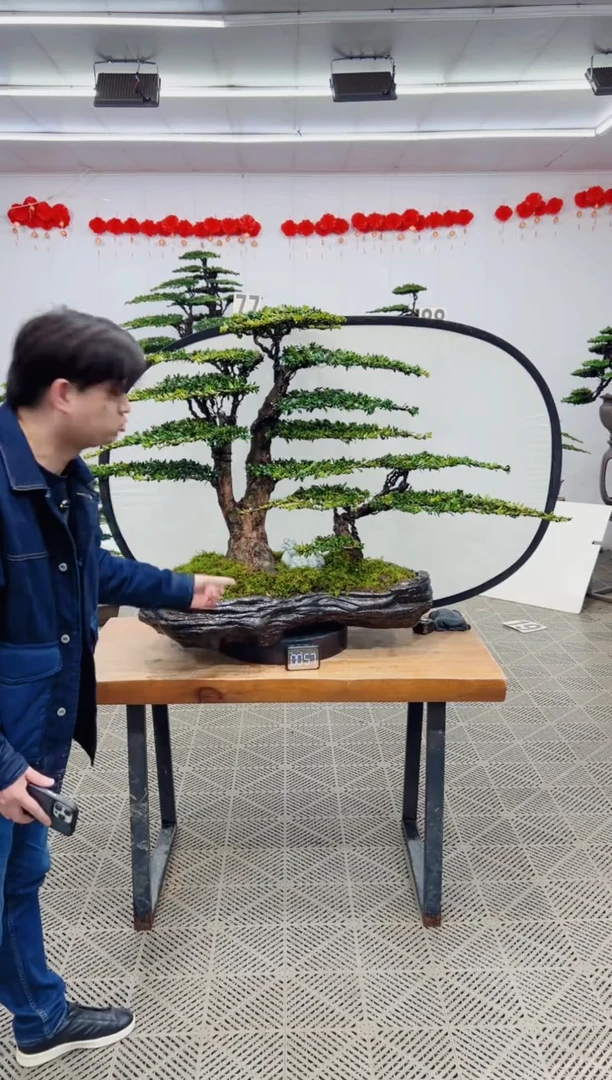 【闪购商品】盆景盆景
