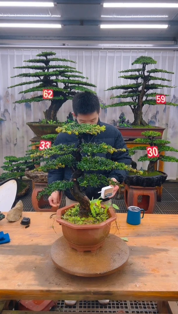 无花朵精品盆景直播间一物一拍