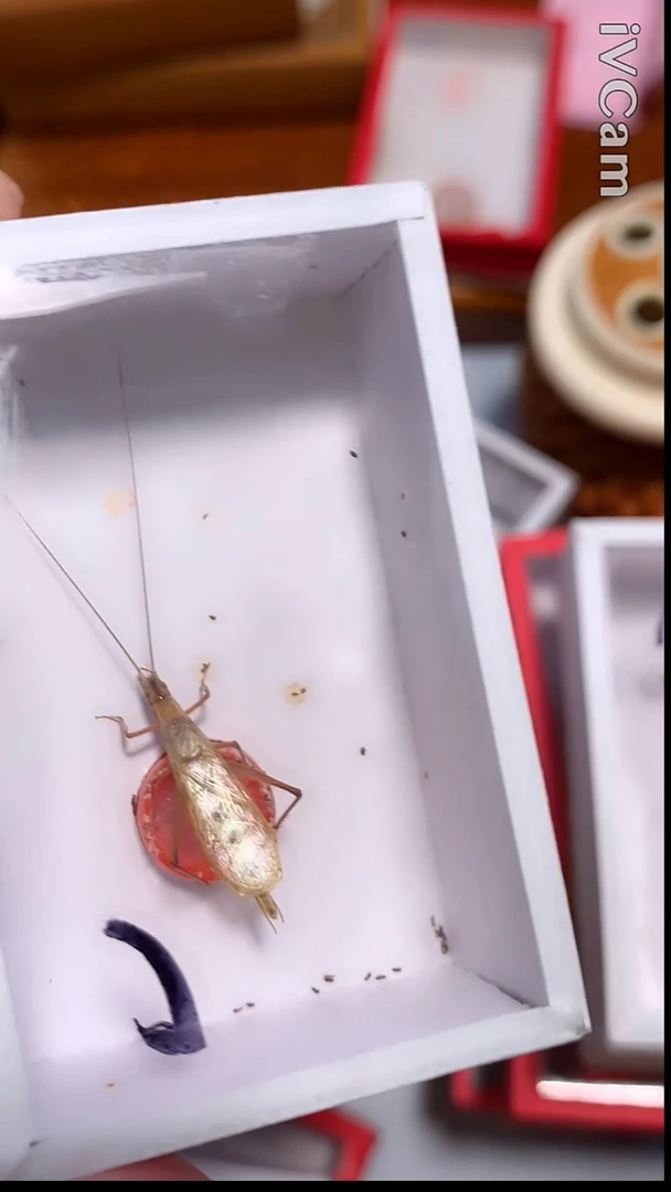 新到的红衫竹蛉哈哈