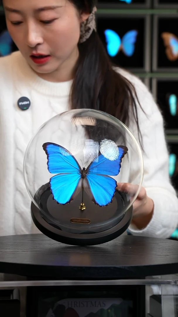 大蓝闪蝶玻璃罩款（带证书）