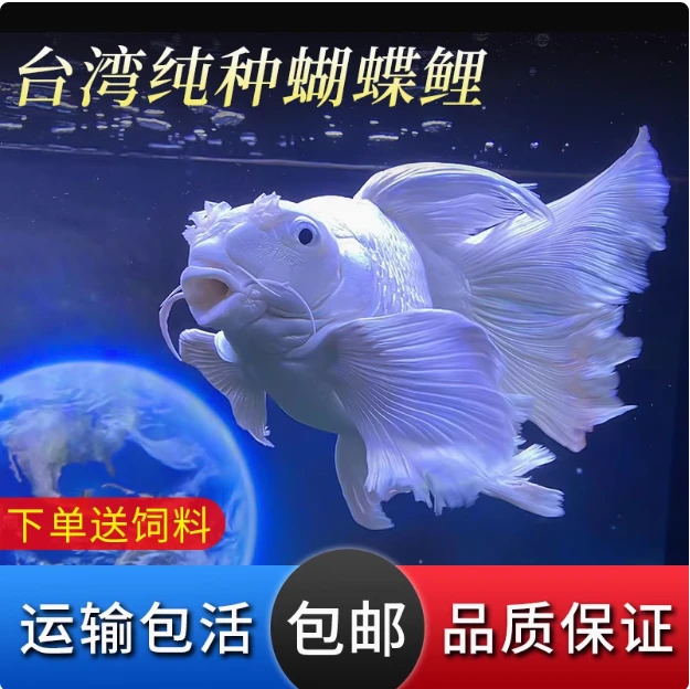 蝴蝶鲤普身纯血贵妃蝴蝶鲤（包邮包损）+鱼粮