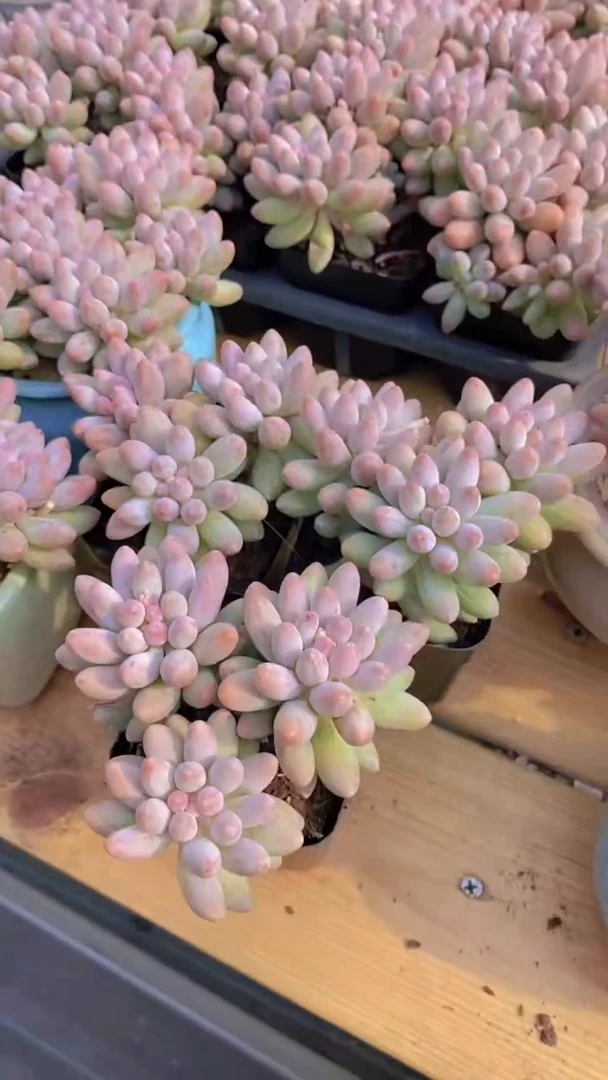 A838-W婴儿手指福利3颗（量拍）