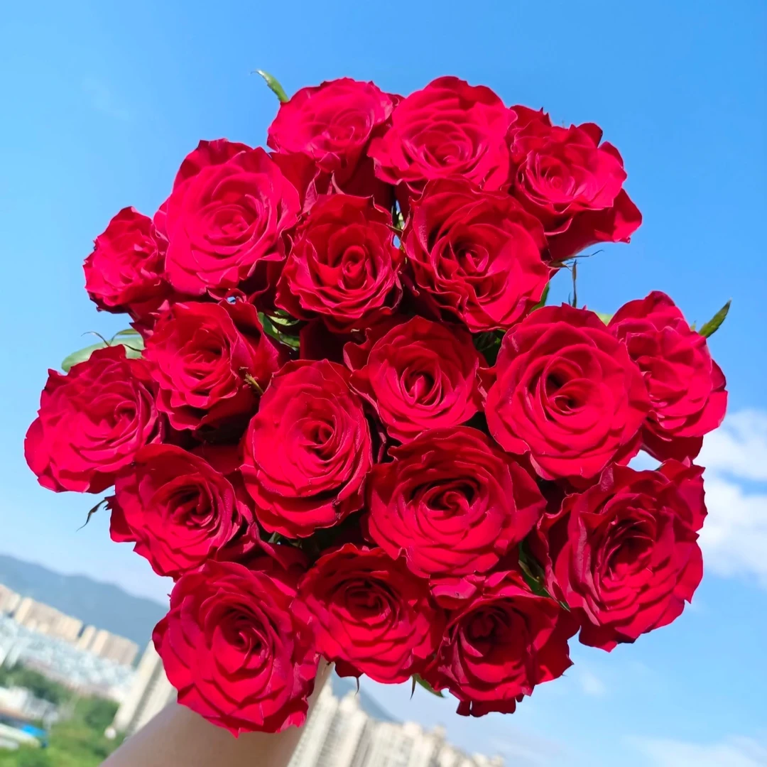 【高原红】10枝 暗红色玫瑰  北方玫瑰 山东产地直发