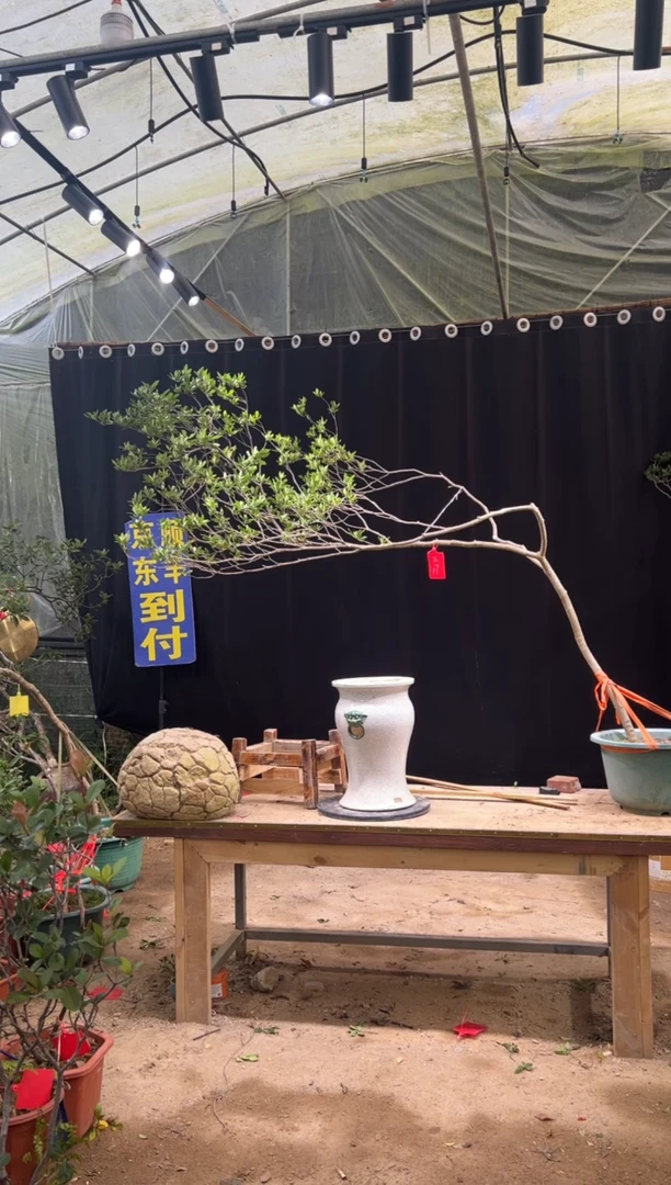 无花朵¥海岛栀子花