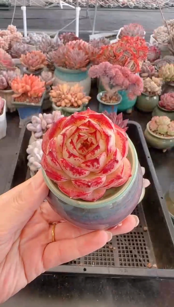 【闪购商品】3061.