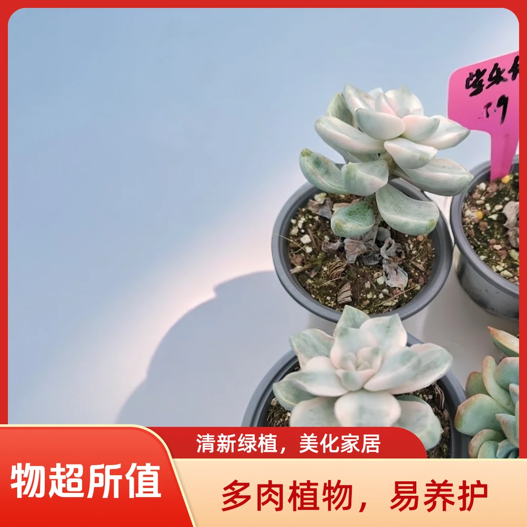 紫乐锦老桩多肉植物盆栽品种好养适合办公室阳台