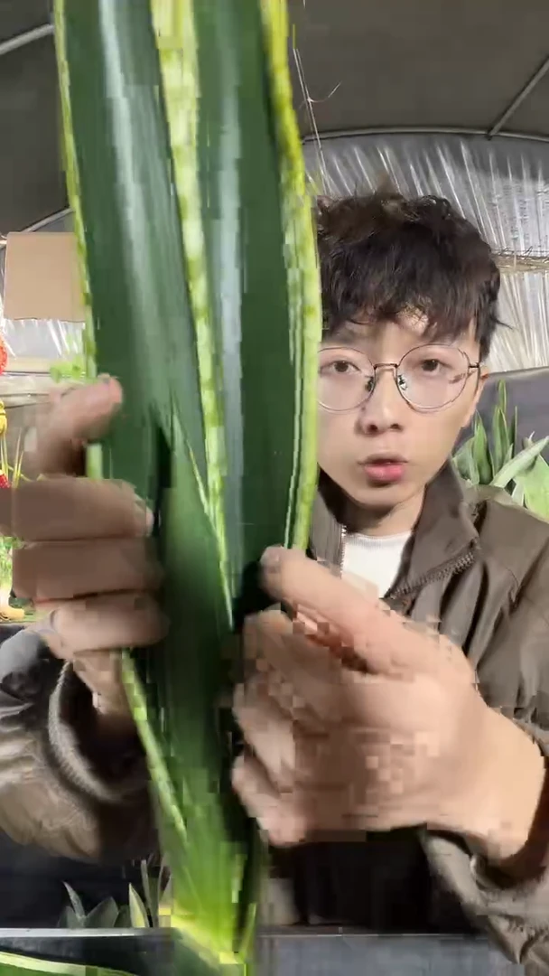 高脚霸王兰裸根19.9