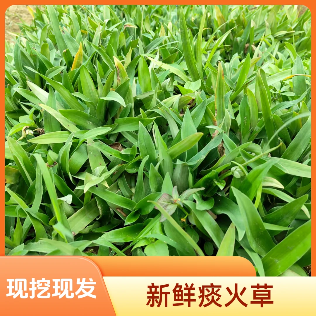 新鲜现挖痰火草围夹草玻璃草狮子草青竹壳菜青鸭跖草猫爪草天气