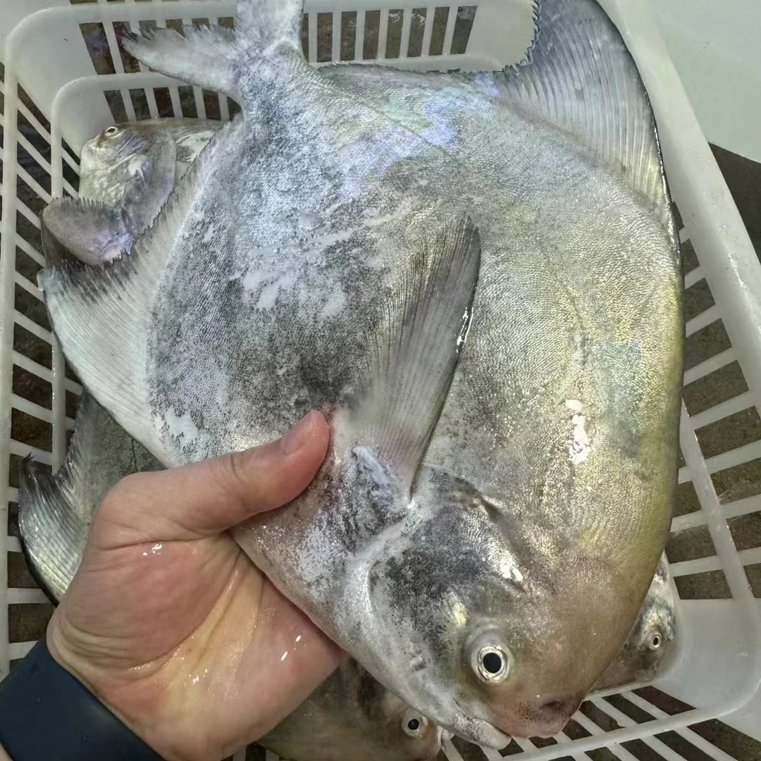 汕尾本港野生海捕（斗鲳 ） 直播间链接以直播间为准